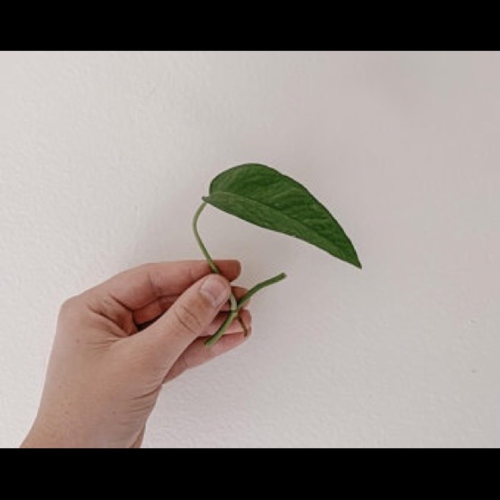 Cebu Blue Pothos cutting - Picture 5 of 6